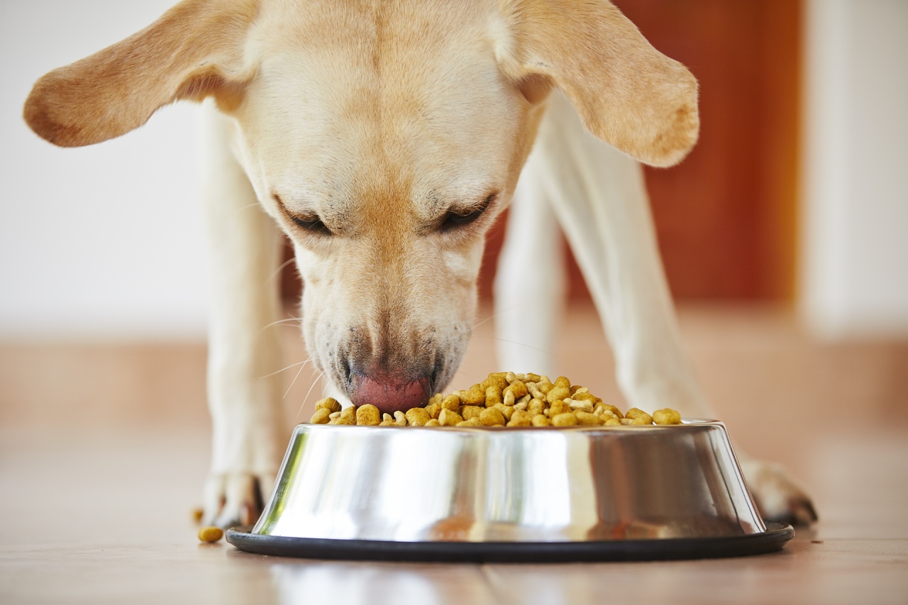 Labrador qui mange ses croquettes dans un bol