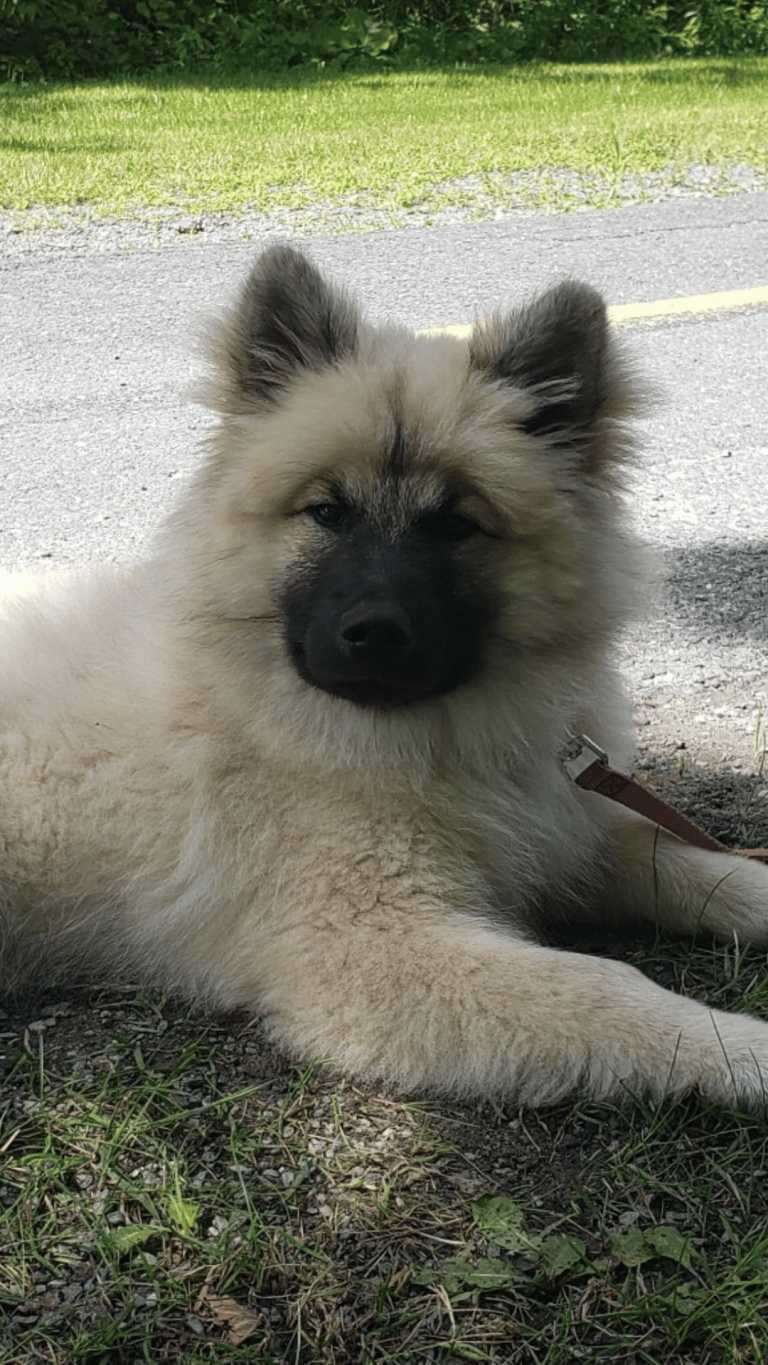 femelle Eurasier couchée sur l'herbe