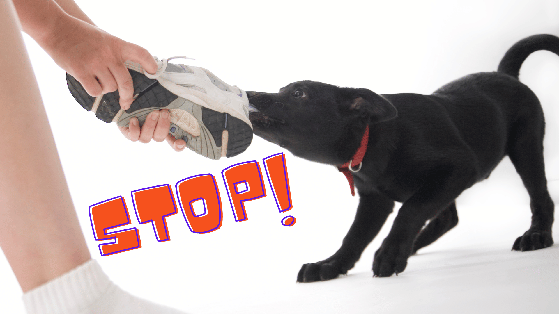 chiot labrador de couleur noir qui tire sur un soulier de course tenu dans les mains de son propriétaire