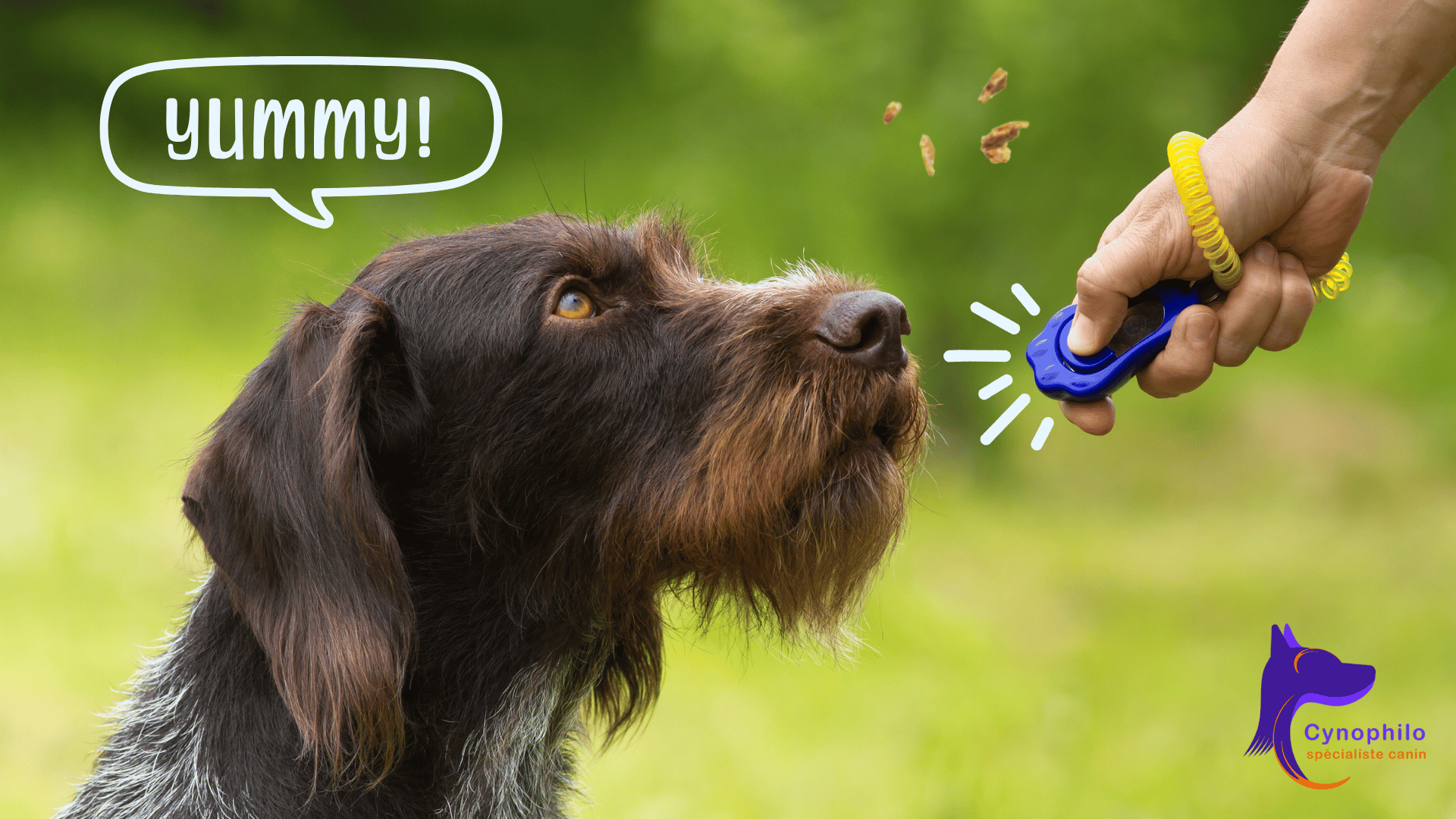 photo portrait d'un chien de type griffon, ainsi qu'une main qui appui sur un clicker