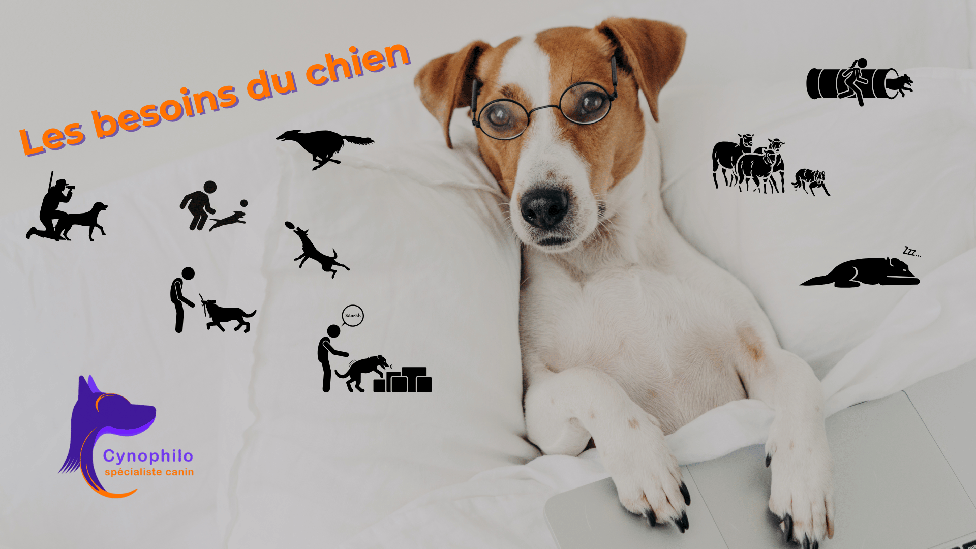 chien de type Jack Russell Terrier couché dans un lit et portant des lunettes, avec des icônes de chiens de travail (berger, agilité, recheerche, chasse) et le logo Cynophilo