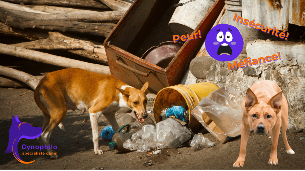 2 chiens dans un dépotoir et démontrant des signes de peur à l'approche d'un humain