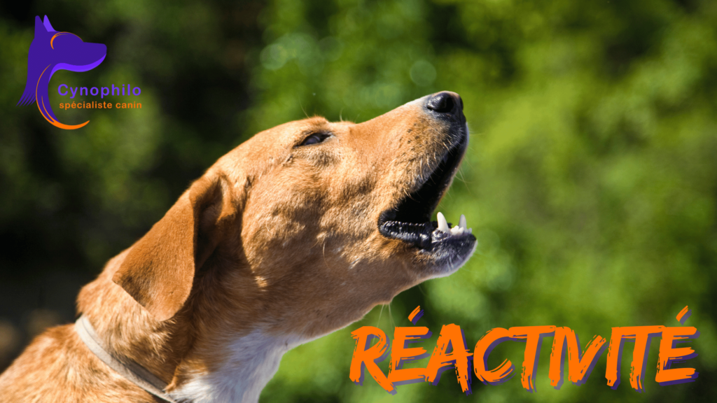 chien qui aboi et démontre de la réactivité