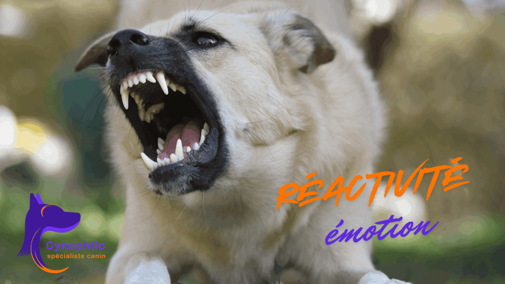 photo d'un chien démontrant une réaction d'agressivité, logo Cynophilo et les mots réactivité et émotion