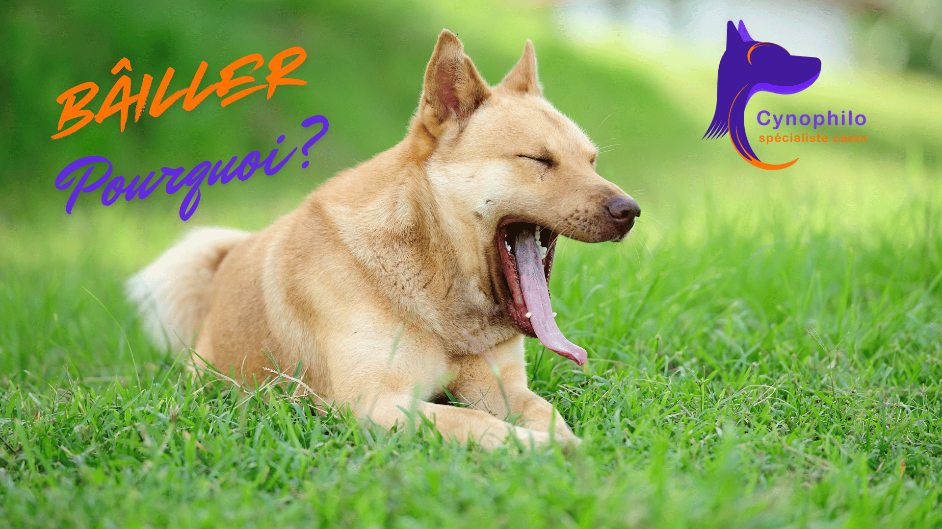 chien couché dans l'herbe et qui bâille