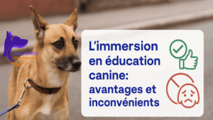 chien de type berger croisé avec les yeux effrayés, affiche écrit : L'immersion en éducation canine avantages et inconvénients
