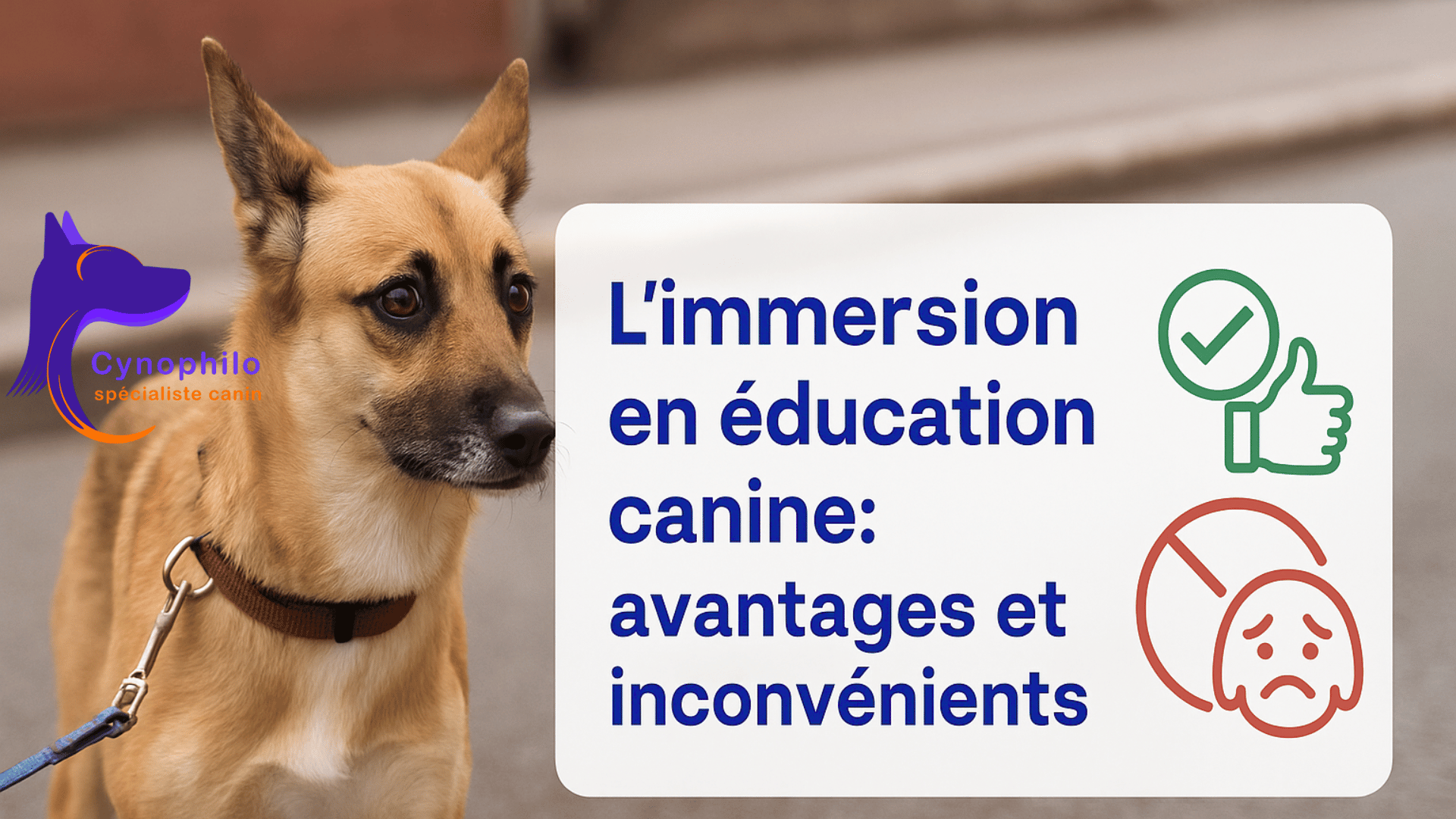 chien de type berger croisé avec les yeux effrayés, affiche écrit : L'immersion en éducation canine avantages et inconvénients