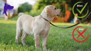 chiot labrador blond avec le crochet dans un cercle qui eprésente le bien et un x dans un cercle qui représente le mal