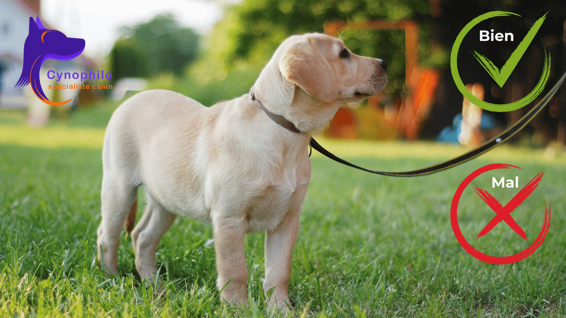 chiot labrador blond avec le crochet dans un cercle qui eprésente le bien et un x dans un cercle qui représente le mal