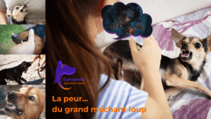 photos montage de chiens agressifs